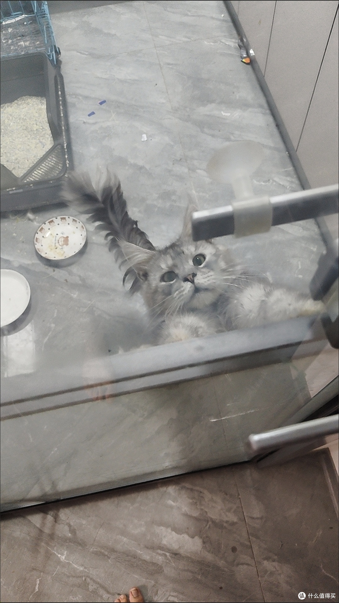 蓝氏猎鸟乳鸽猫粮试吃体验:鲜味唤醒食肉天性
