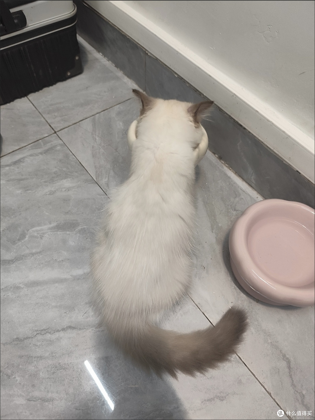 蓝氏猎鸟乳鸽猫粮试吃体验:鲜味唤醒食肉天性