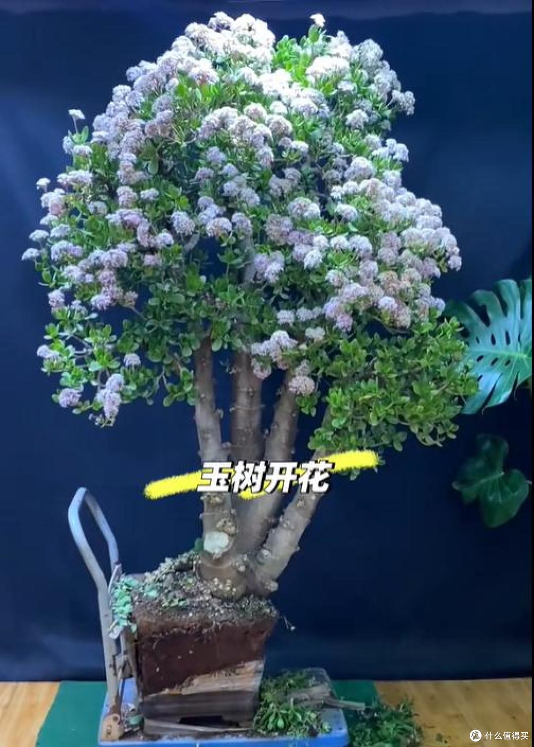 山东一老人，养了18年的玉树，送人前开花了，网友：天意啊！