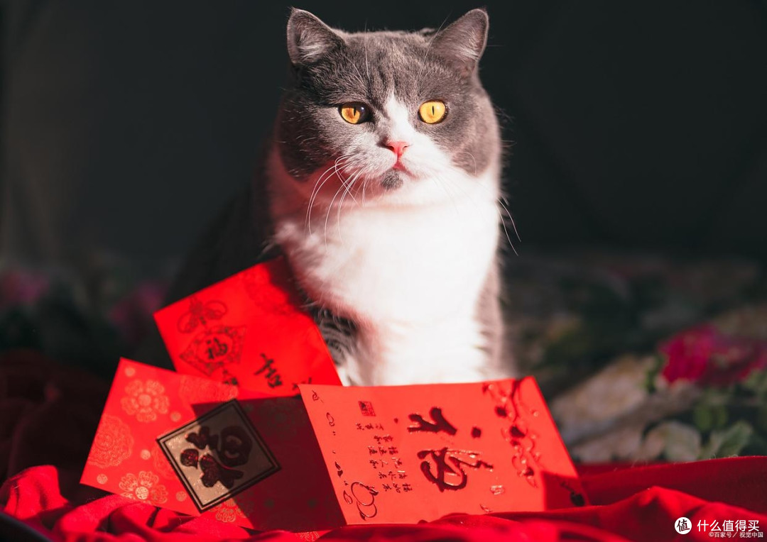 双11又来啦!养猫人到底该囤点啥?这份“不踩坑清单”先收好!
