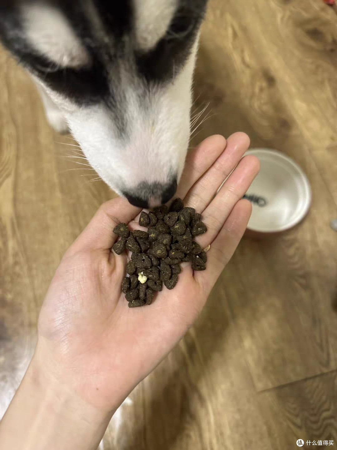 鲜肉配方益生菌猫粮推荐