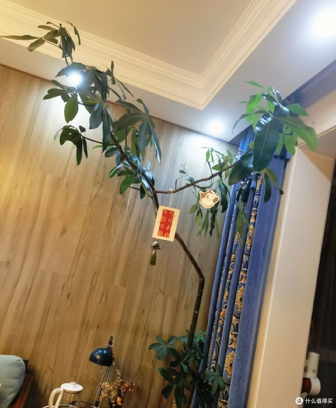 广西一女子，抱怨老公“败家”花60买发财树，网友辣评很精彩！