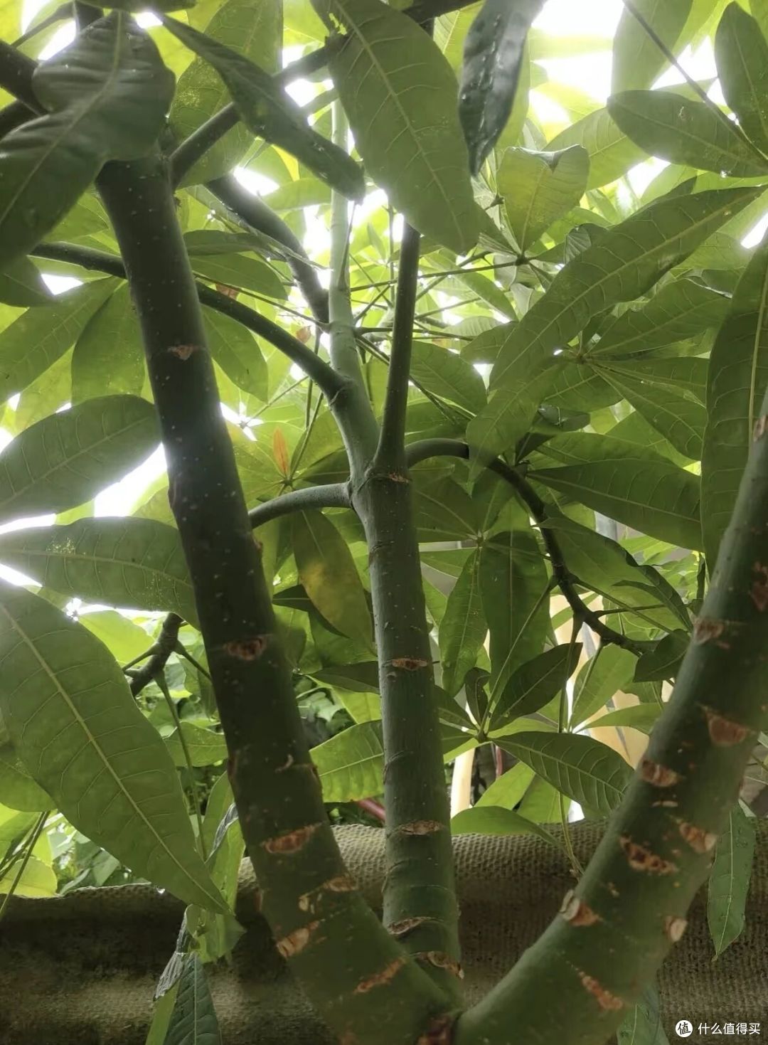 广西一女子，抱怨老公“败家”花60买发财树，网友辣评很精彩！