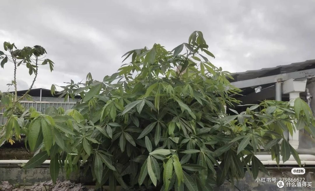 广西一女子，抱怨老公“败家”花60买发财树，网友辣评很精彩！