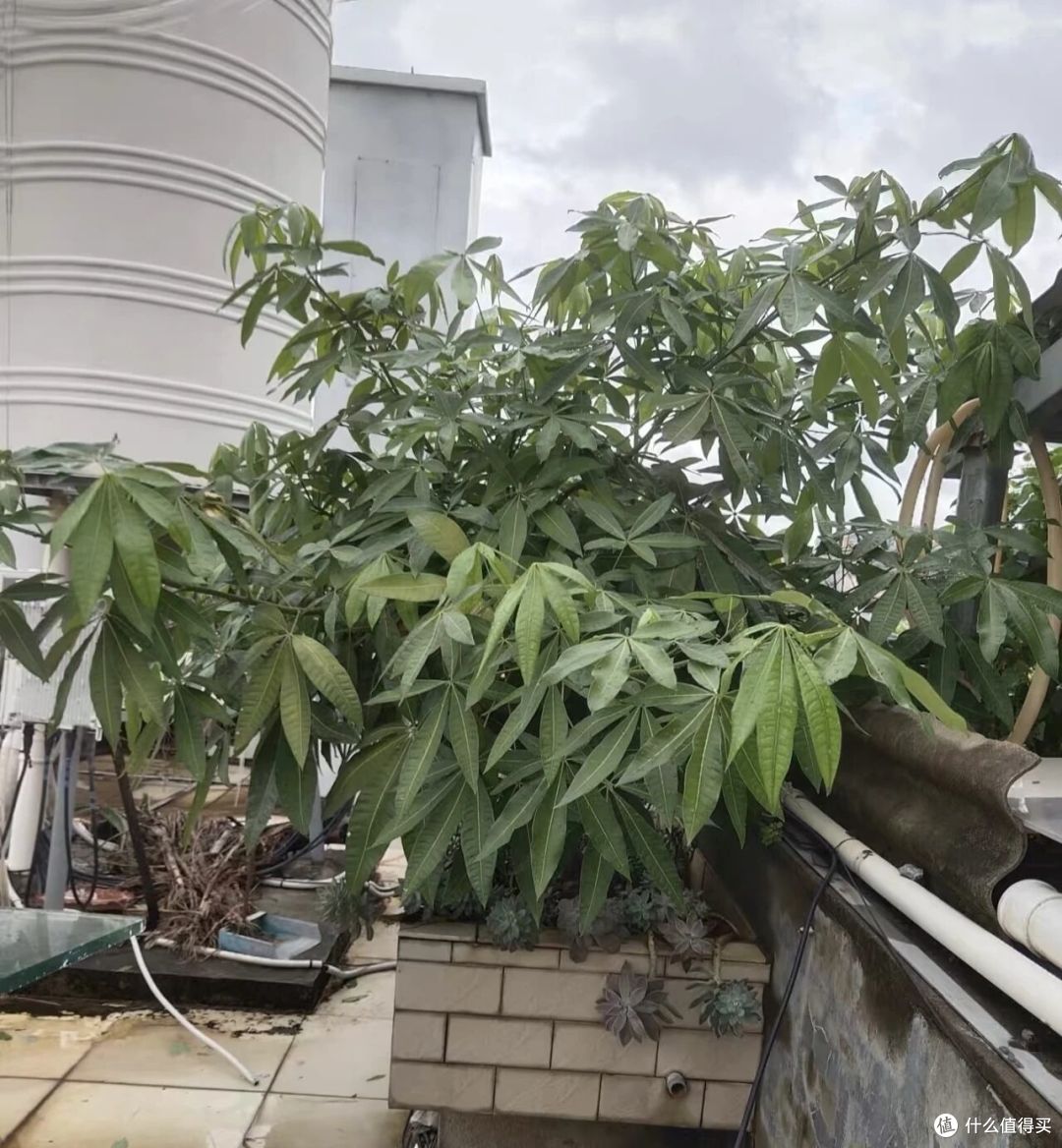 广西一女子，抱怨老公“败家”花60买发财树，网友辣评很精彩！