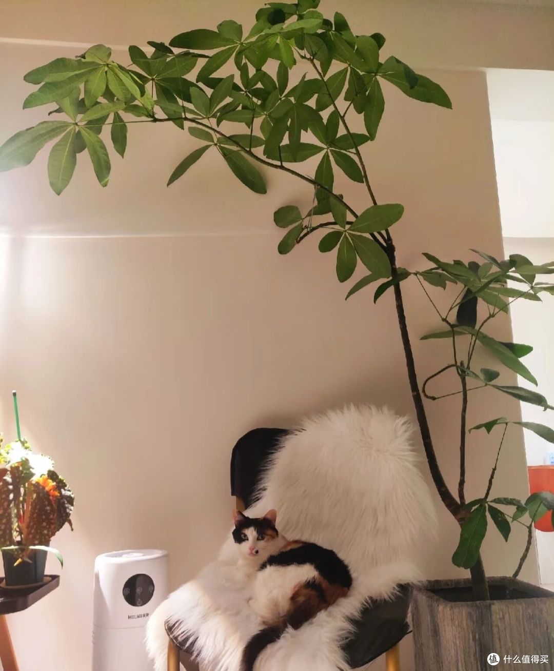 广西一女子，抱怨老公“败家”花60买发财树，网友辣评很精彩！