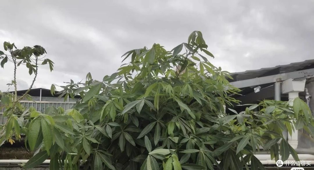 广西一女子，抱怨老公“败家”花60买发财树，网友辣评很精彩！
