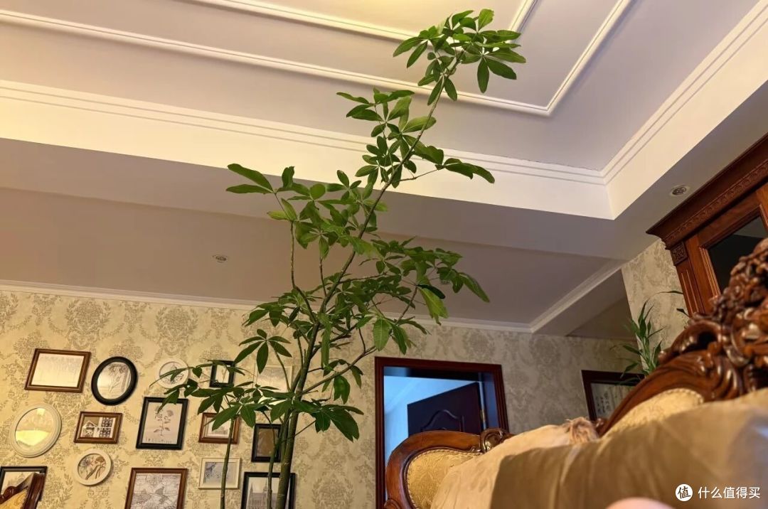 广西一女子，抱怨老公“败家”花60买发财树，网友辣评很精彩！