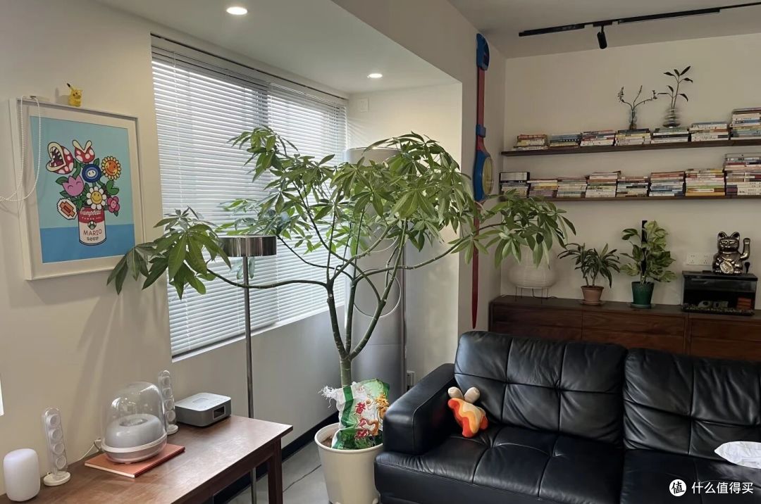 广西一女子，抱怨老公“败家”花60买发财树，网友辣评很精彩！