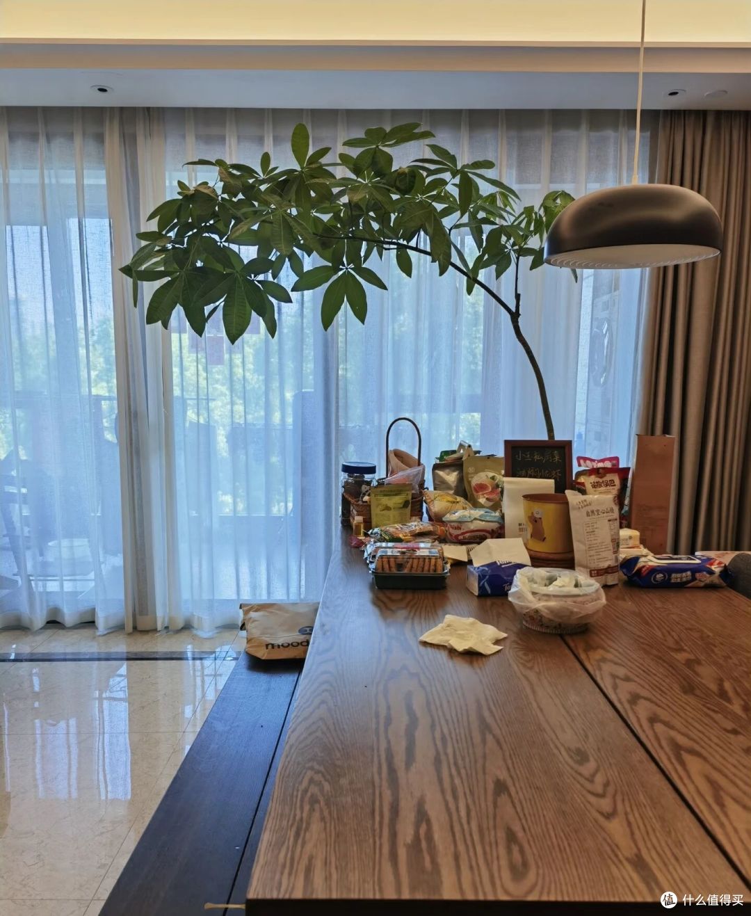 广西一女子，抱怨老公“败家”花60买发财树，网友辣评很精彩！