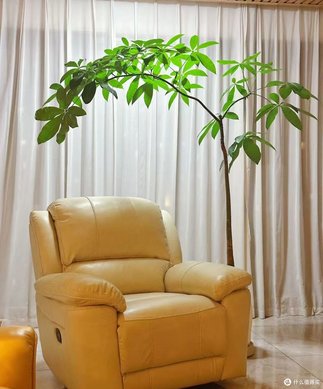广西一女子，抱怨老公“败家”花60买发财树，网友辣评很精彩！
