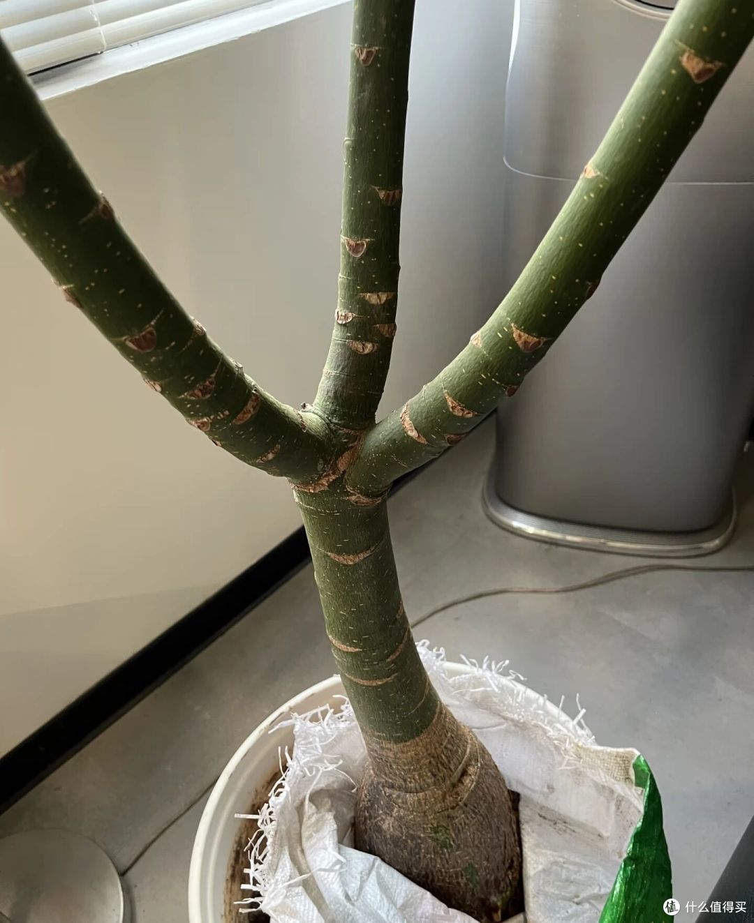 广西一女子，抱怨老公“败家”花60买发财树，网友辣评很精彩！
