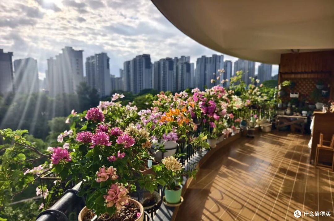 女子因“阳台陶罐铜钱草”引围观,满阳台都是,网友:美的像AI!