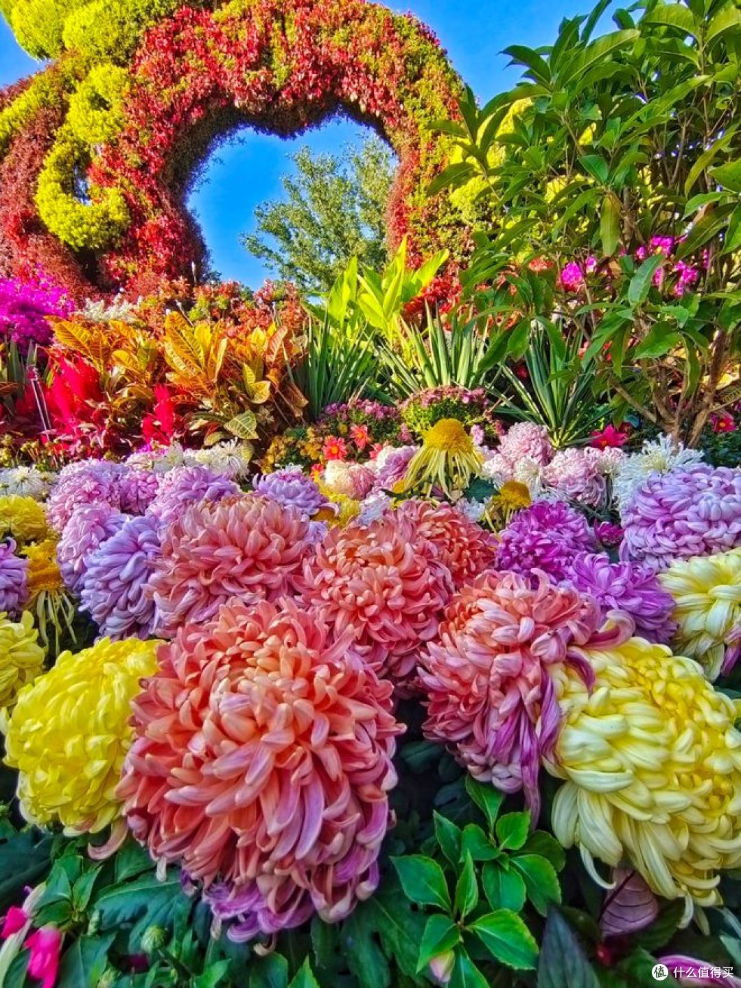 乌鲁木齐市植物园举办秋季菊花展， 值得去看看！