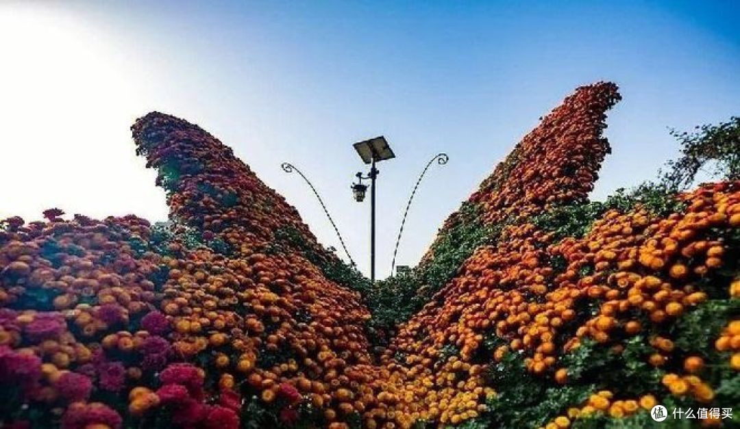 乌鲁木齐市植物园举办秋季菊花展， 值得去看看！