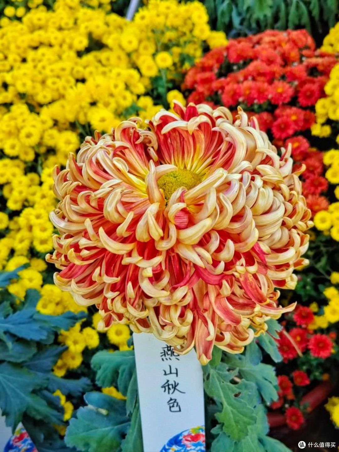 乌鲁木齐市植物园举办秋季菊花展， 值得去看看！