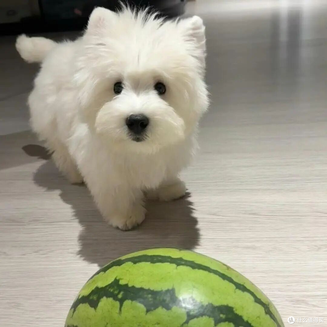 泰迪幼犬狗粮哪个牌子好吃？狗粮实惠性价比高的品牌推荐
