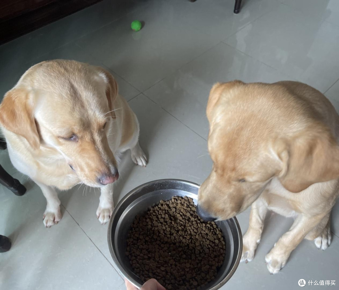 泰迪幼犬狗粮哪个牌子好吃？狗粮实惠性价比高的品牌推荐