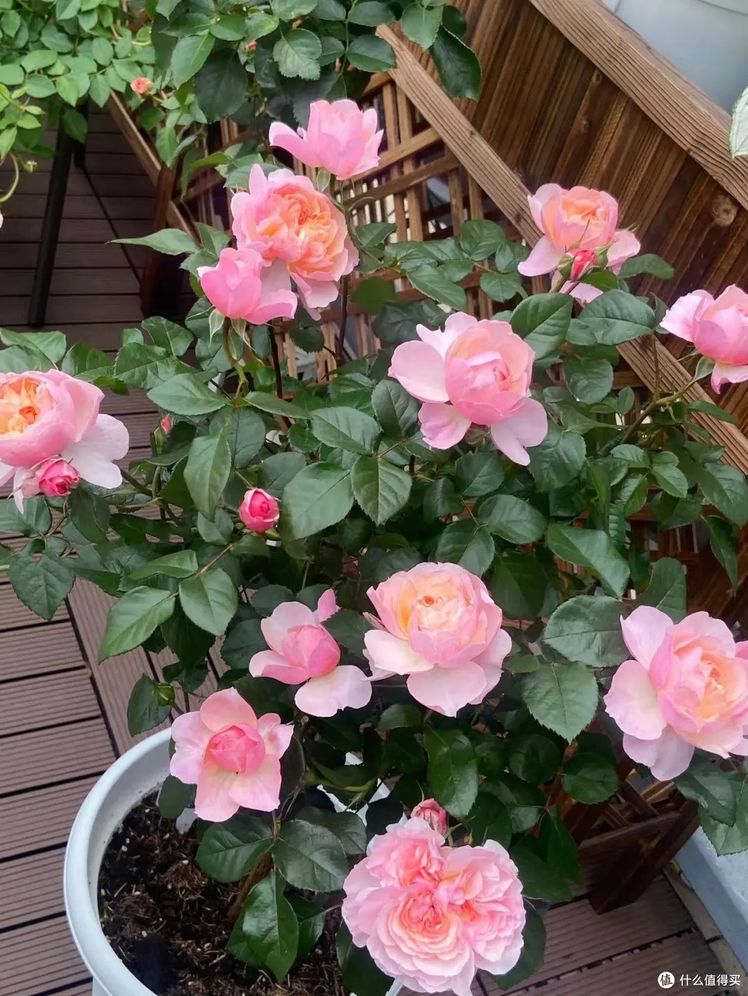 爆花还是度夏,你的夏季施肥方向很关键!