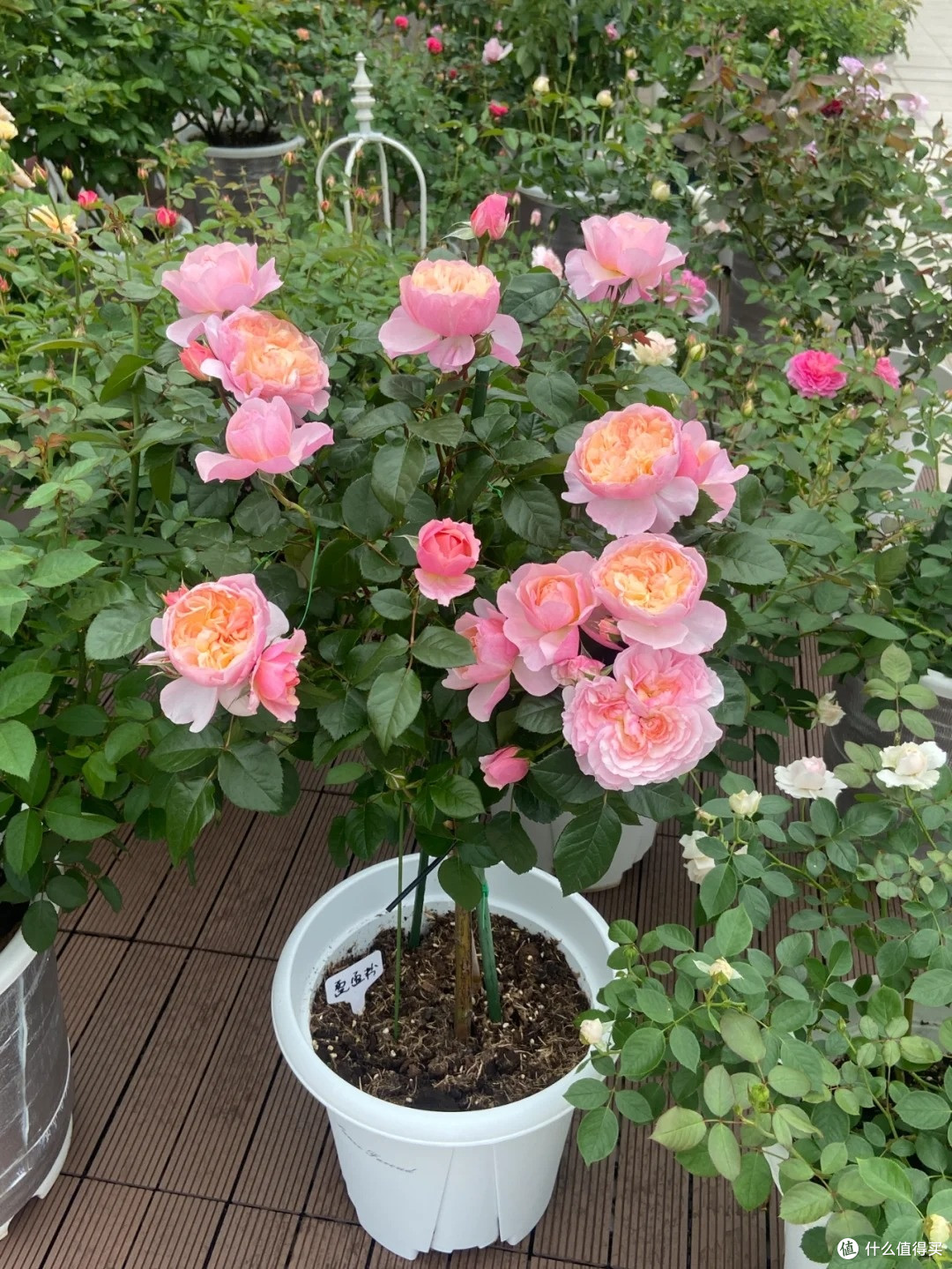 爆花还是度夏,你的夏季施肥方向很关键!