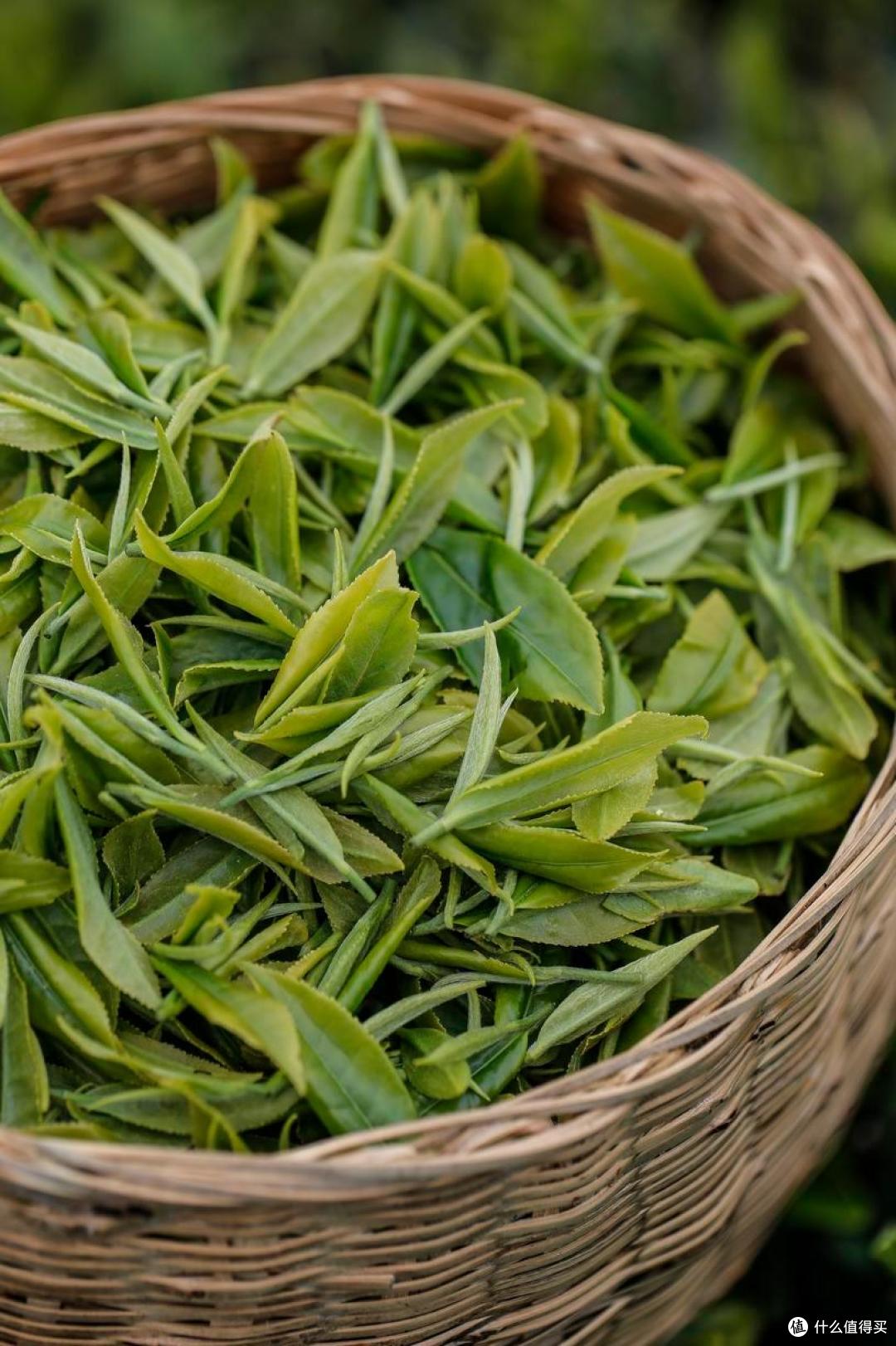 中国哪产的绿茶最好喝?茶友评选,这8个地方上榜,有你家乡吗?