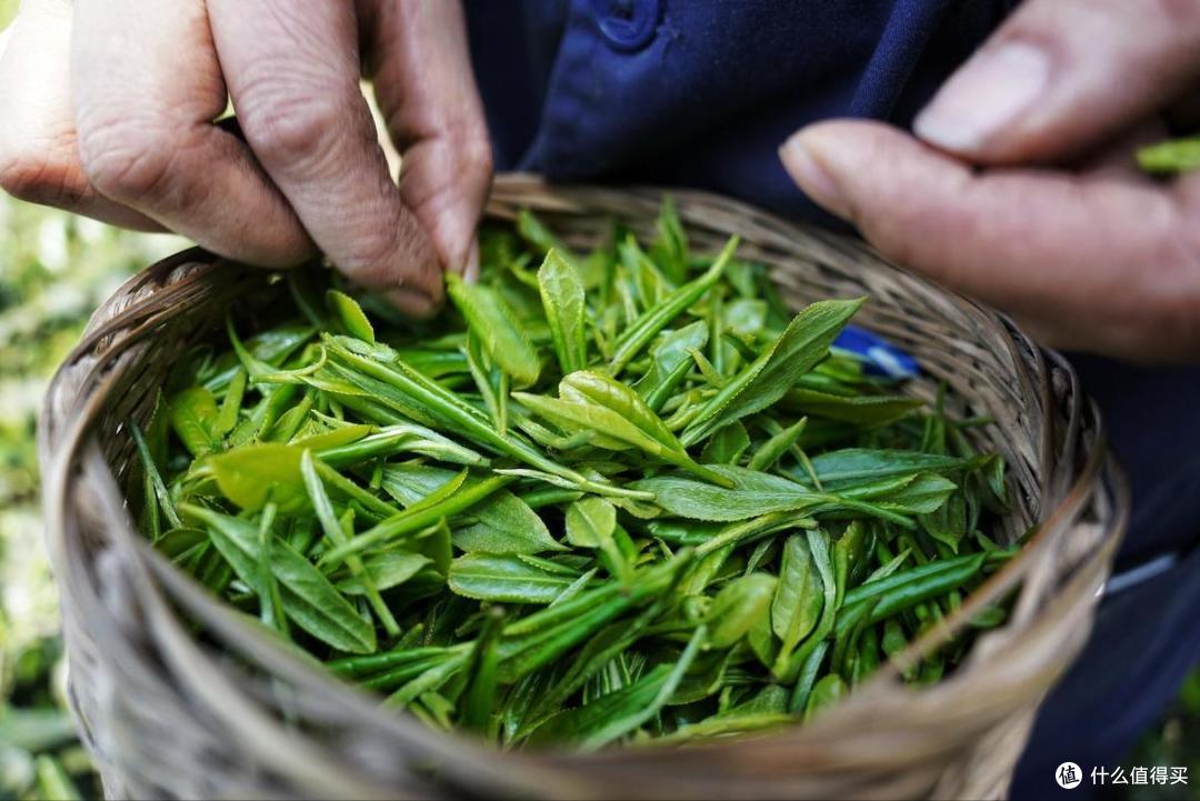 中国哪产的绿茶最好喝?茶友评选,这8个地方上榜,有你家乡吗?