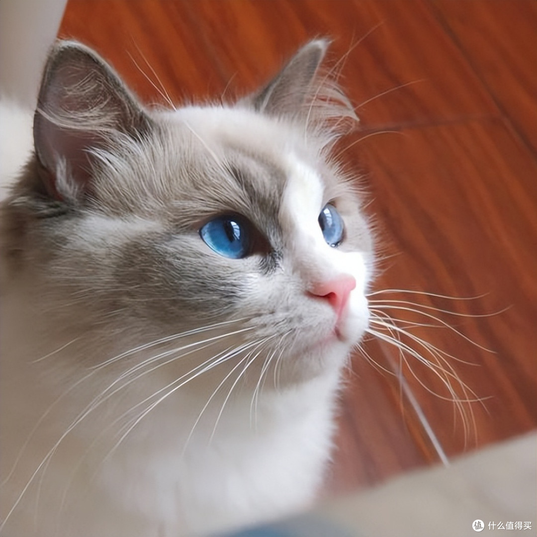 双11买什么猫粮好?双十一打工人可囤的平价猫粮有哪些?
