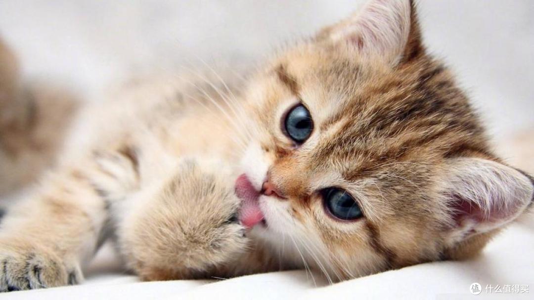 双11买什么猫粮好?双十一打工人可囤的平价猫粮有哪些?