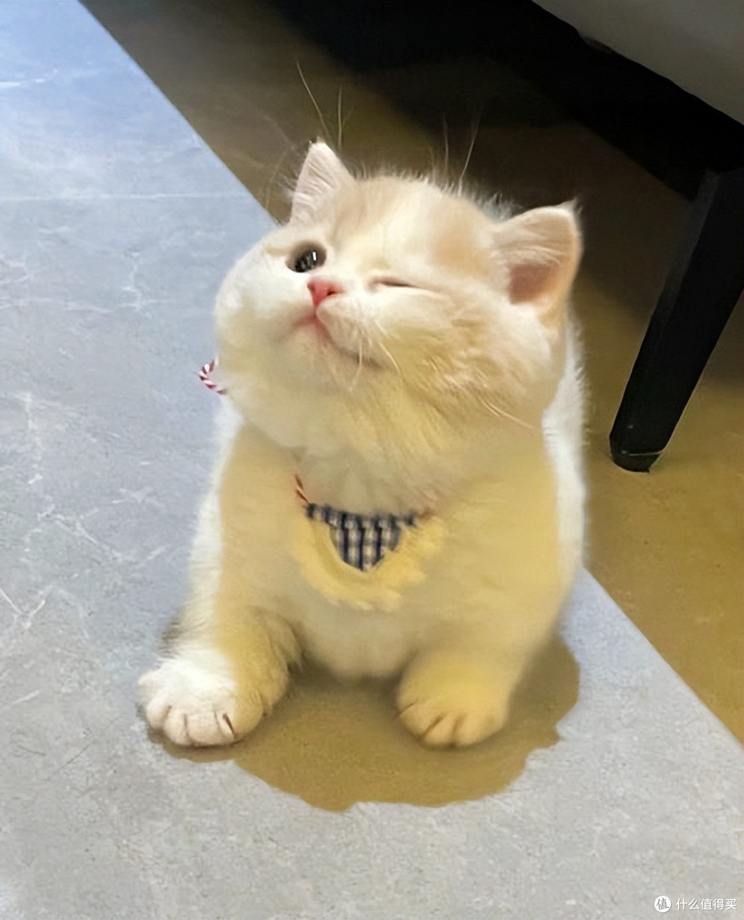 双11买什么猫粮好?双十一打工人可囤的平价猫粮有哪些?