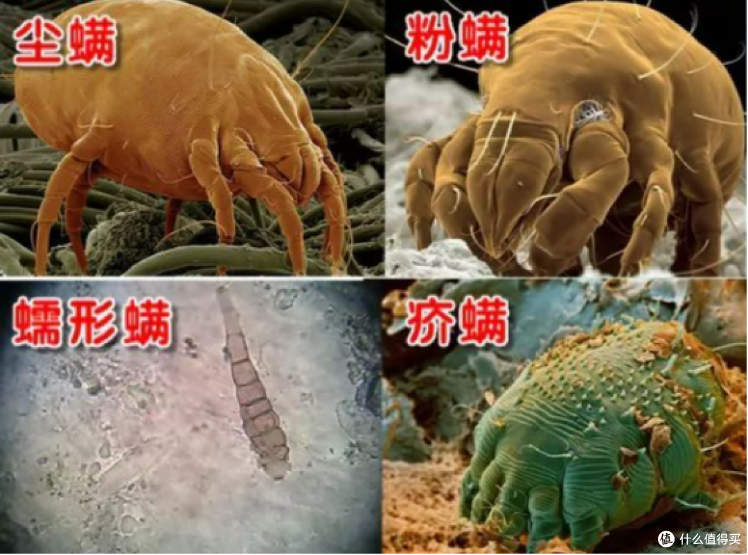 「2025家用除螨仪选购攻略」双十一怎么避雷?6款除螨仪实测对比