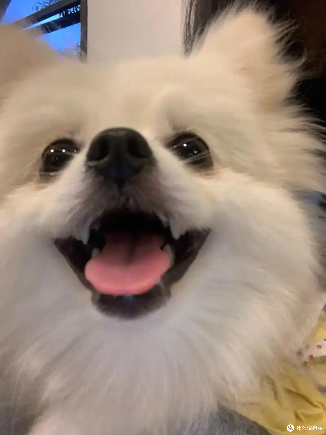 狗狗会说话吗?它们通过什么表达想法?