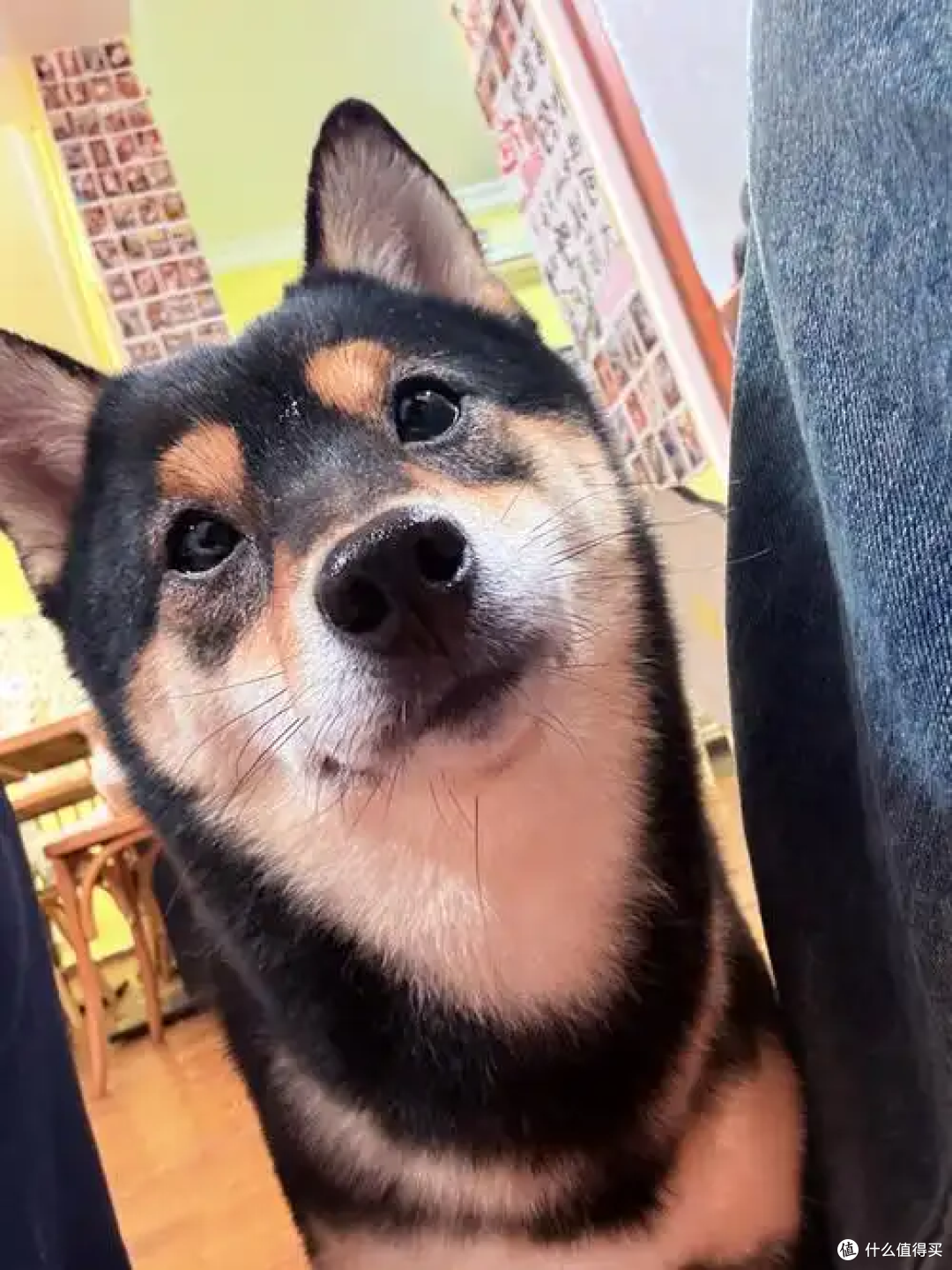狗狗会说话吗?它们通过什么表达想法?