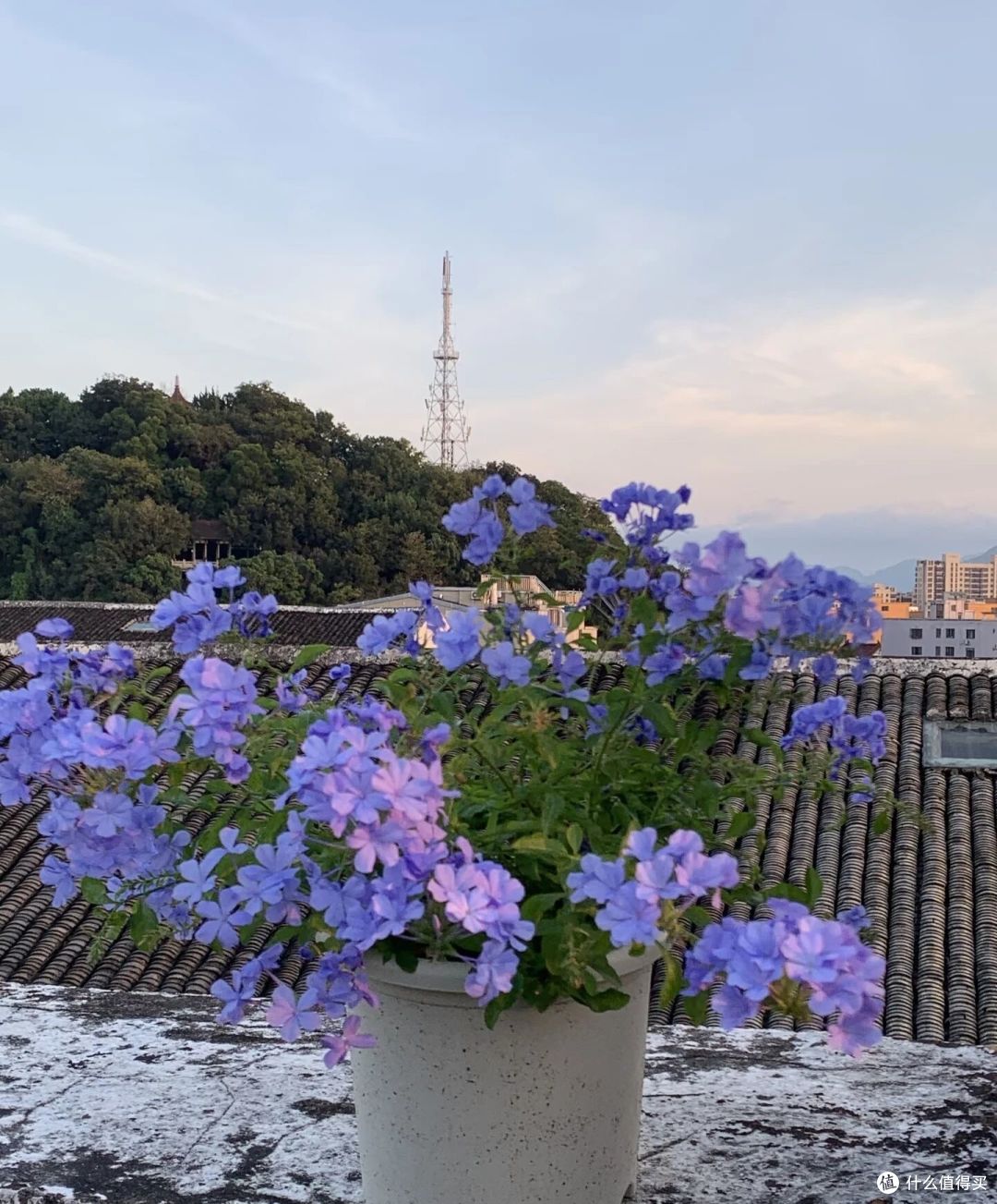 被很多人讨厌的蓝雪花,却被女子“爱惨了”,网友:换我也爱!