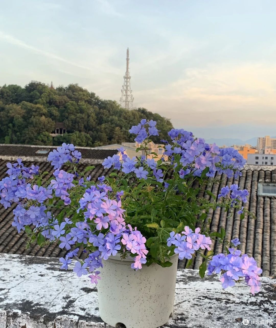 被很多人讨厌的蓝雪花,却被女子“爱惨了”,网友:换我也爱!