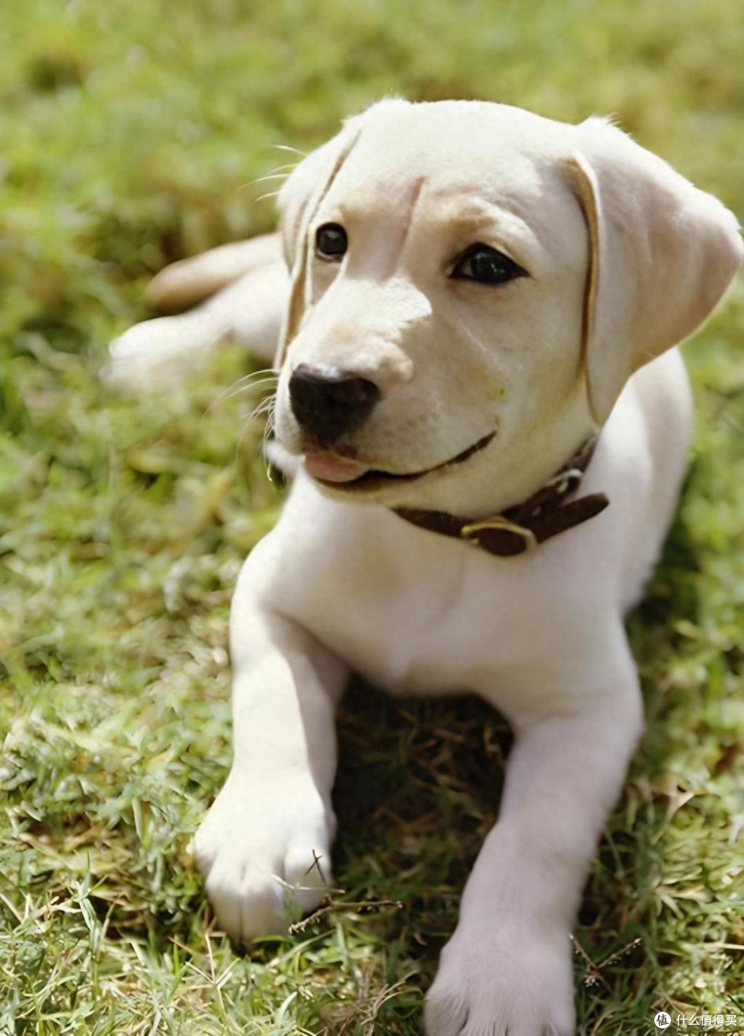 养犬人双十一必看!囤什么狗粮好?这几款营养拉满,不花冤枉钱