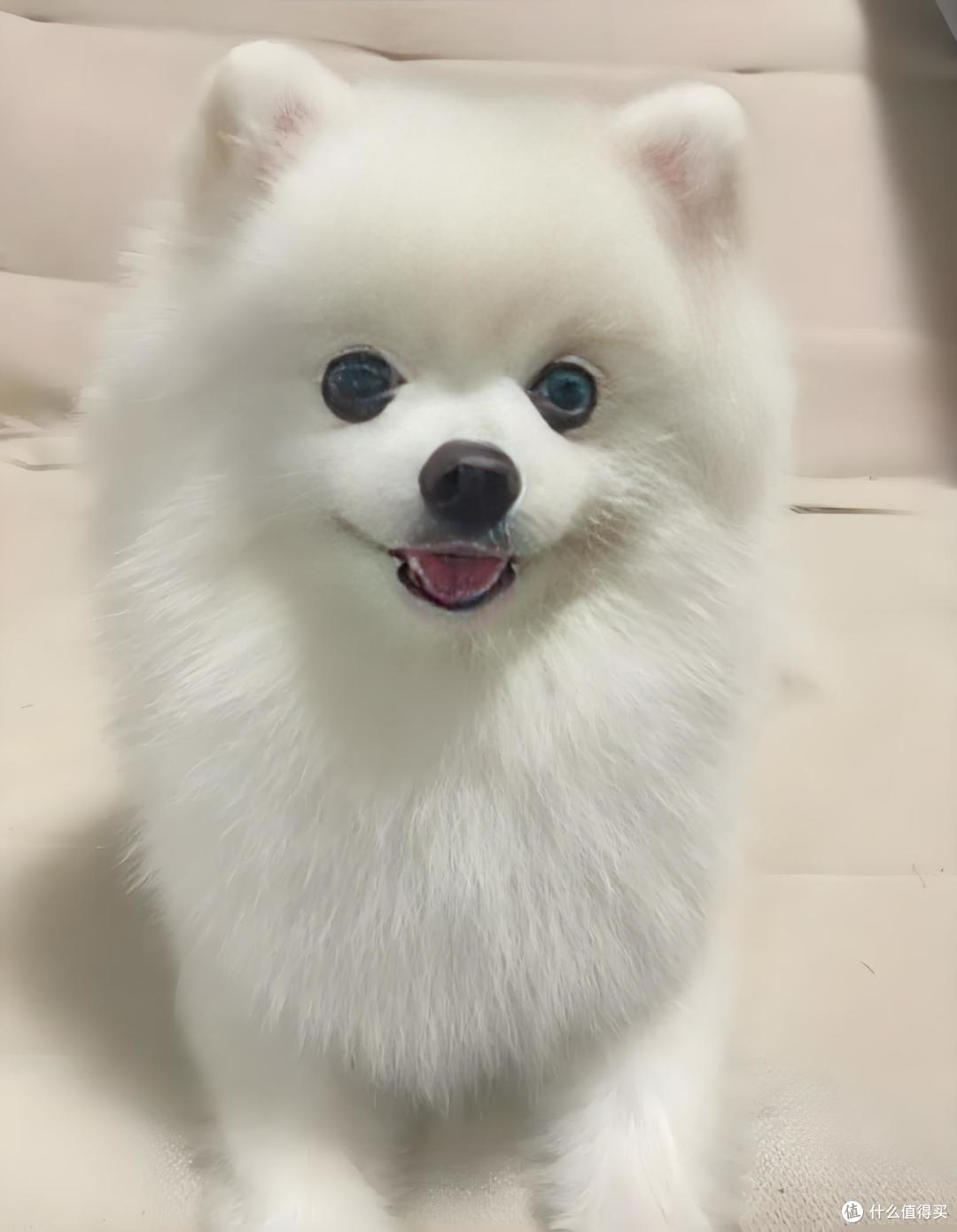 养犬人双十一必看!囤什么狗粮好?这几款营养拉满,不花冤枉钱