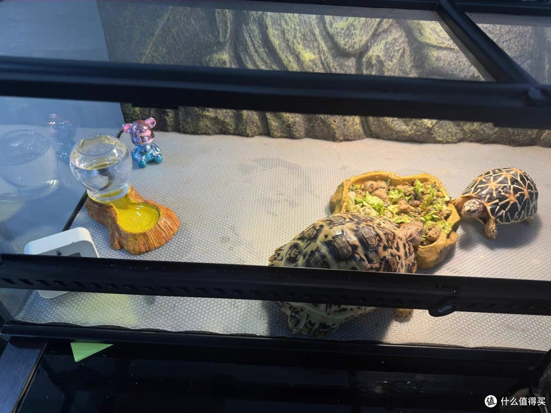 苏卡达陆龟饲料选择指南