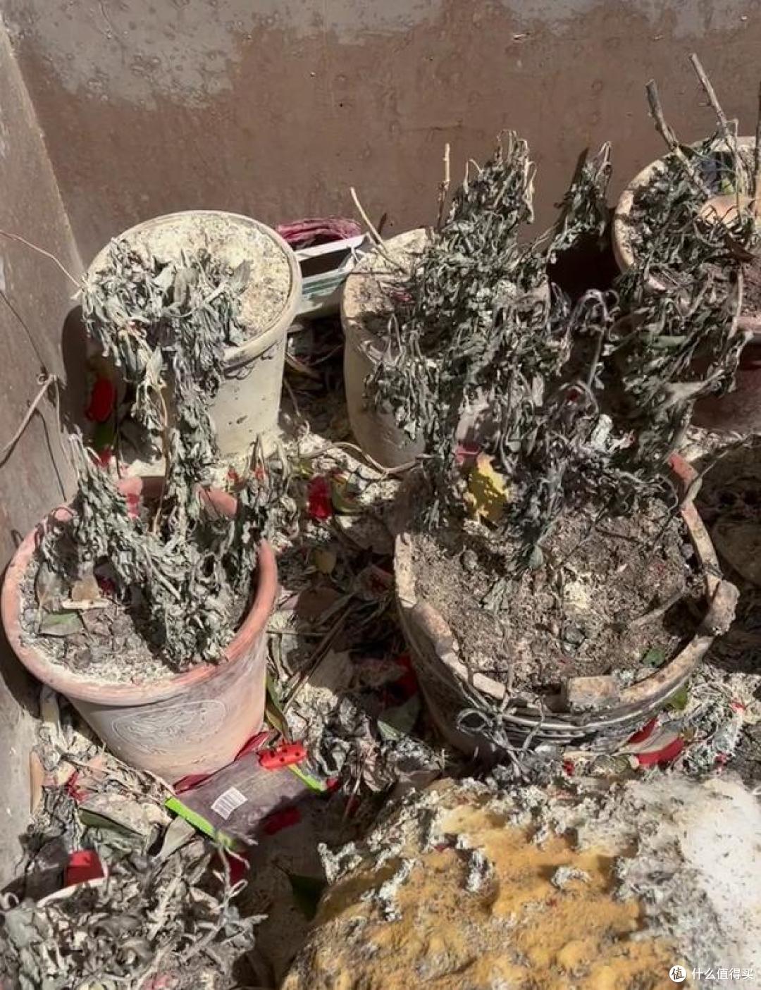 因10盆菊花被烧,河南一暴躁园丁火了,网友:不道歉赔偿绝不罢休