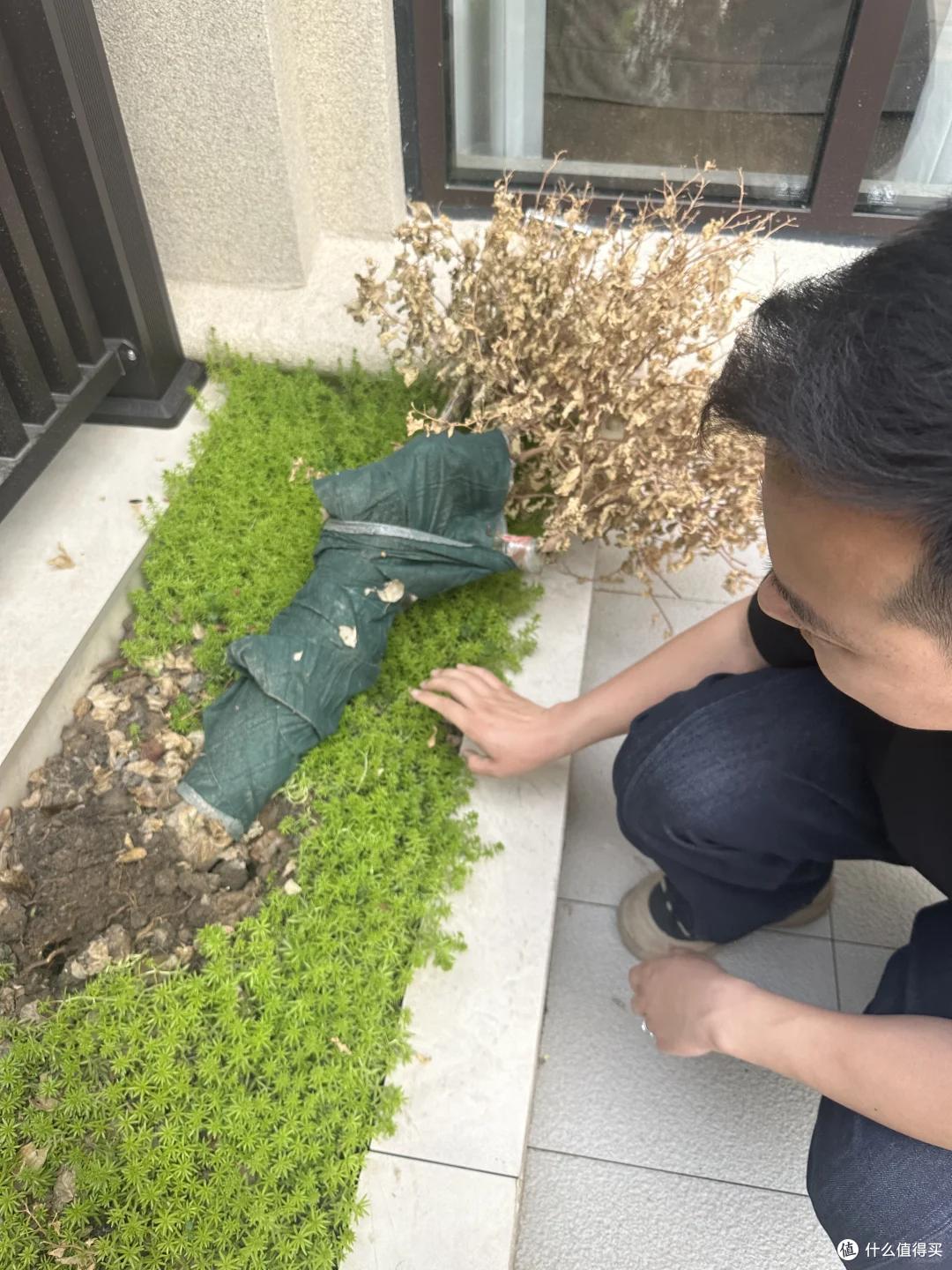 江苏一小伙,因“养死8盆地栽三角梅”火了,网友:被你笑喷了!