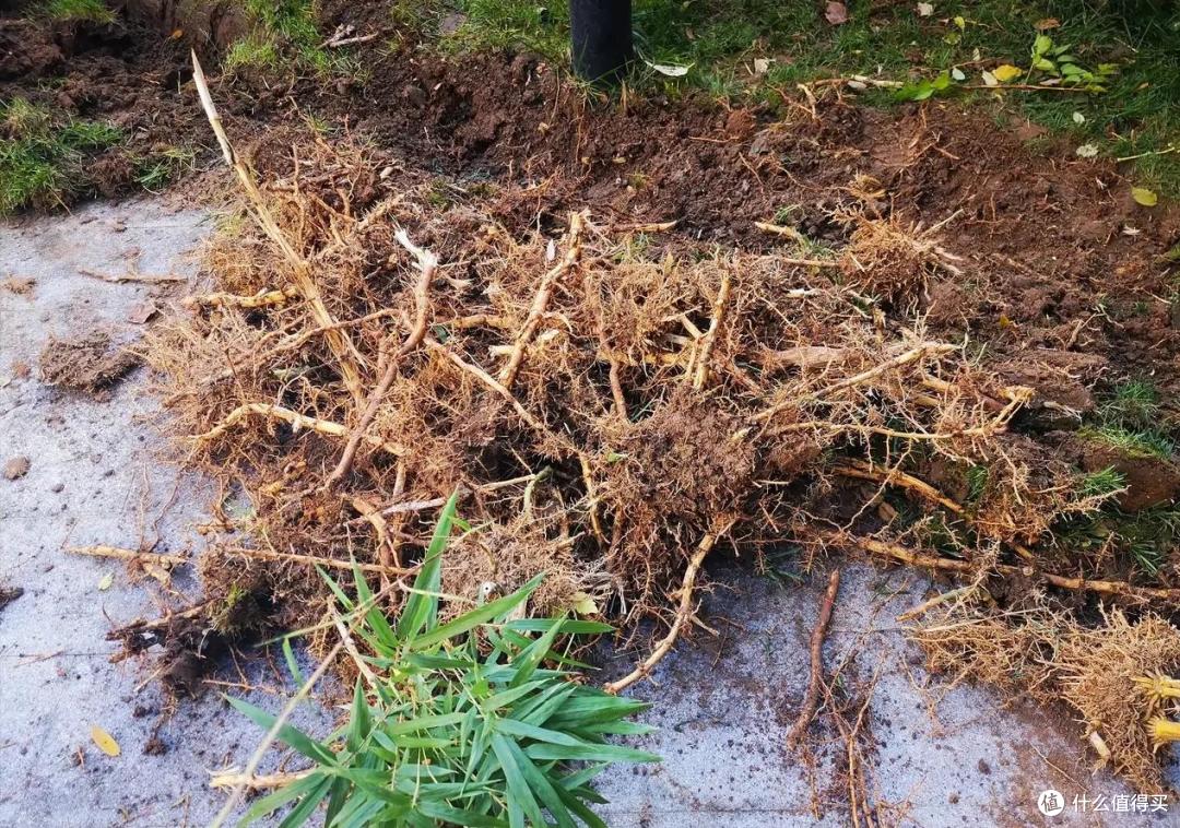4种花草“易泛滥”,种一棵长一片,特难清除,很多人都后悔栽了