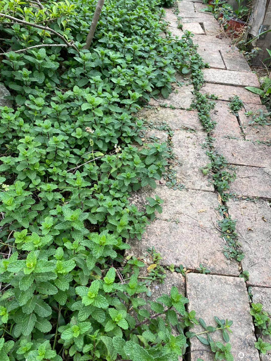 4种花草“易泛滥”,种一棵长一片,特难清除,很多人都后悔栽了