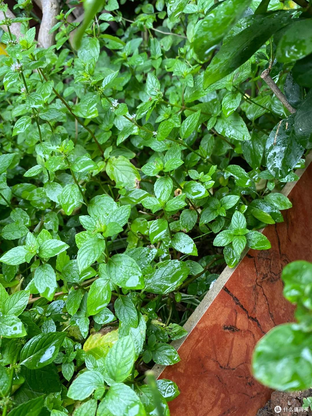 4种花草“易泛滥”,种一棵长一片,特难清除,很多人都后悔栽了