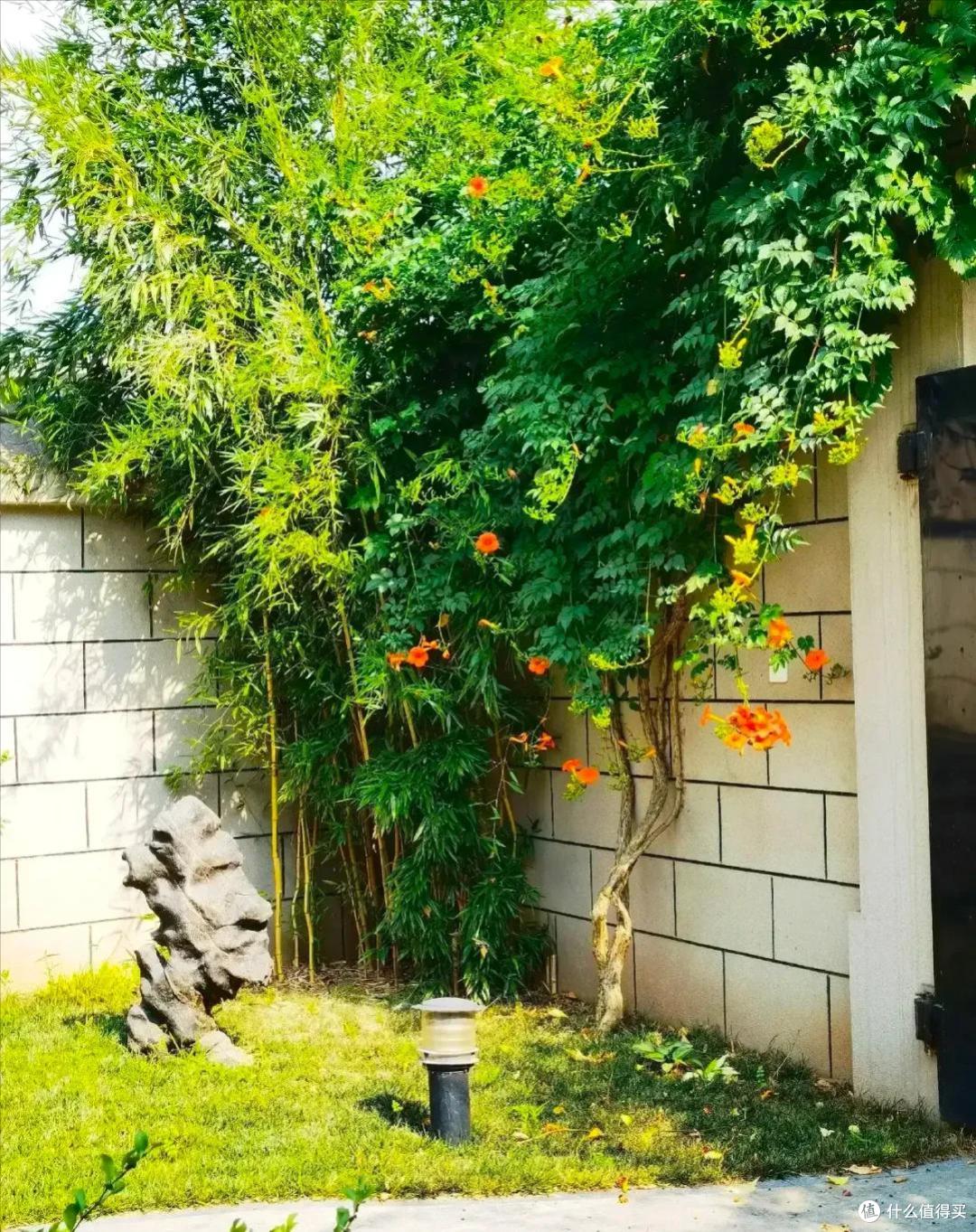 4种花草“易泛滥”,种一棵长一片,特难清除,很多人都后悔栽了