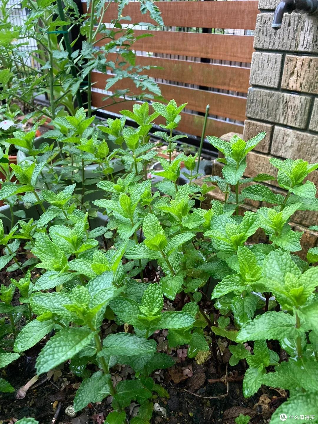 4种花草“易泛滥”,种一棵长一片,特难清除,很多人都后悔栽了