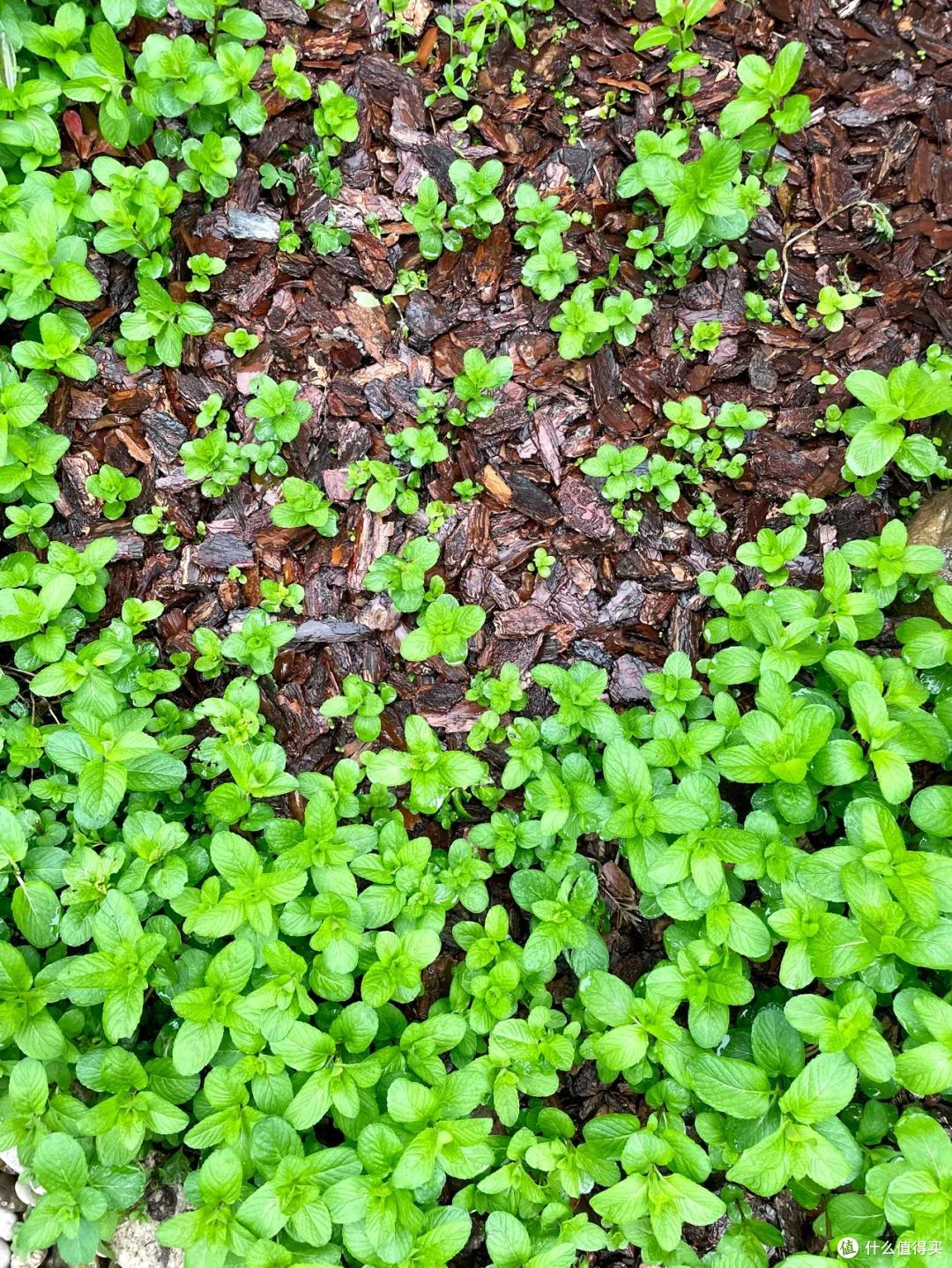 4种花草“易泛滥”,种一棵长一片,特难清除,很多人都后悔栽了