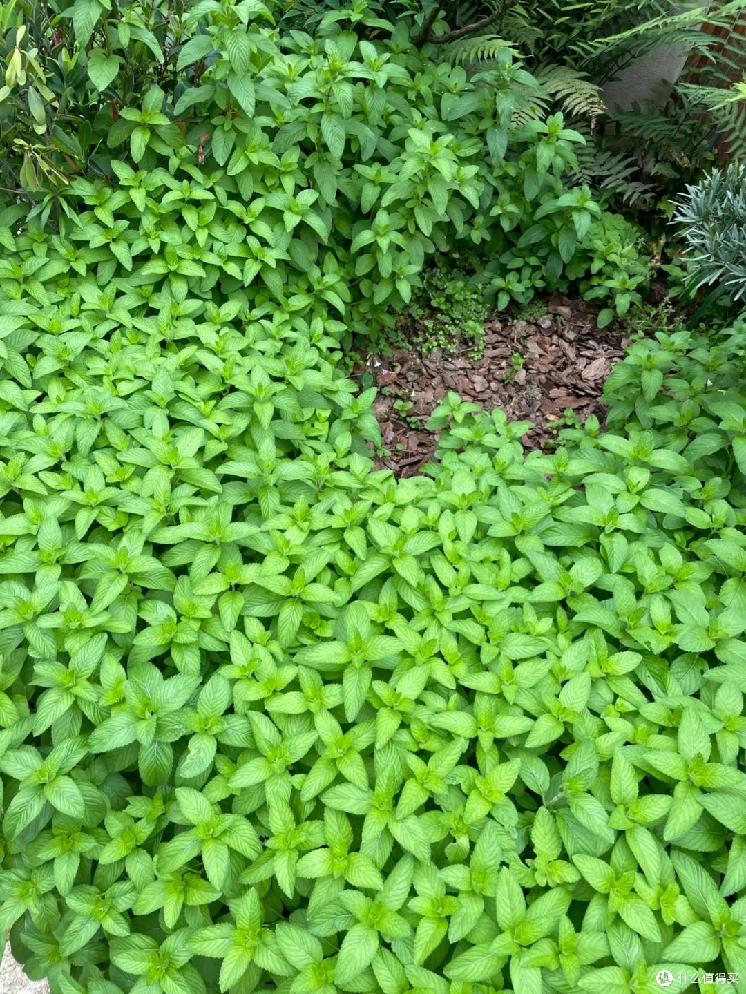 4种花草“易泛滥”,种一棵长一片,特难清除,很多人都后悔栽了