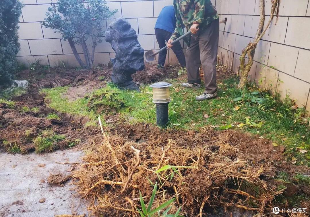 4种花草“易泛滥”,种一棵长一片,特难清除,很多人都后悔栽了