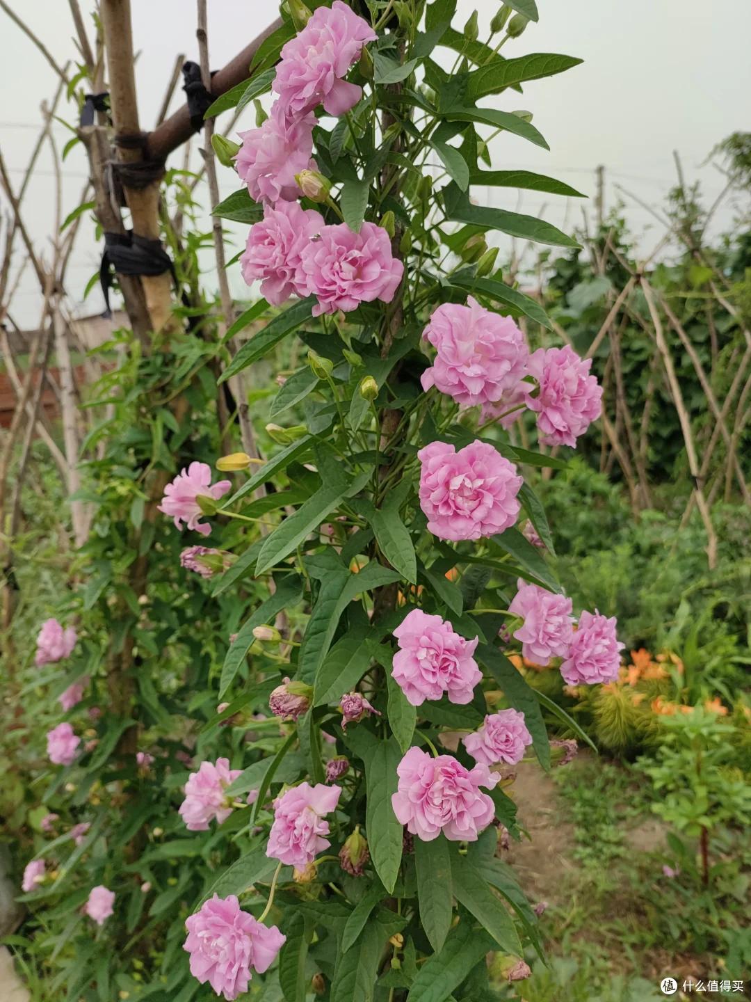 4种花草“易泛滥”,种一棵长一片,特难清除,很多人都后悔栽了