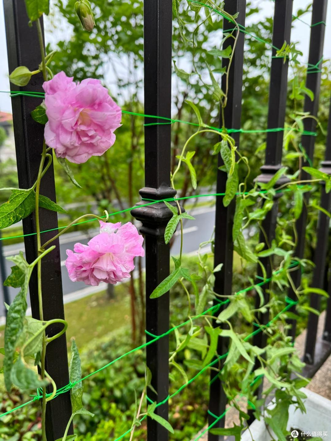 4种花草“易泛滥”,种一棵长一片,特难清除,很多人都后悔栽了