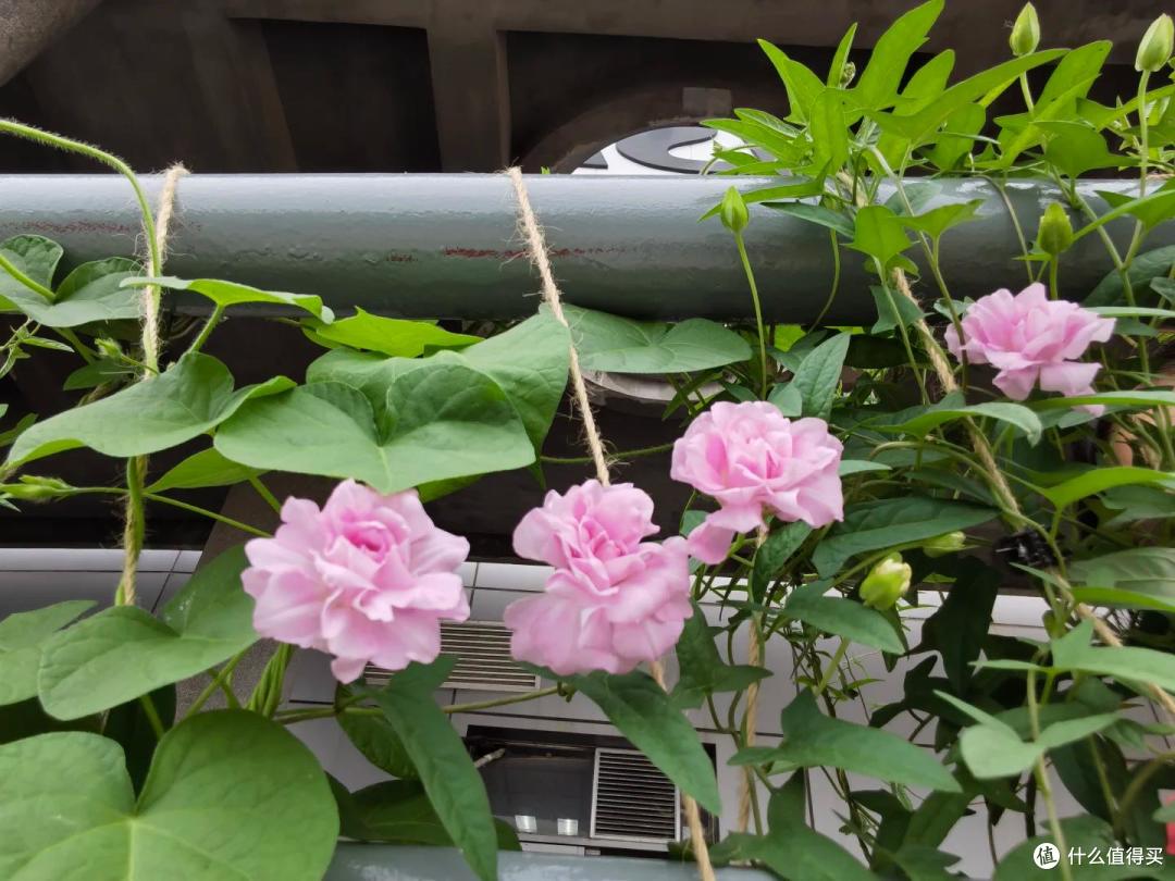 4种花草“易泛滥”,种一棵长一片,特难清除,很多人都后悔栽了